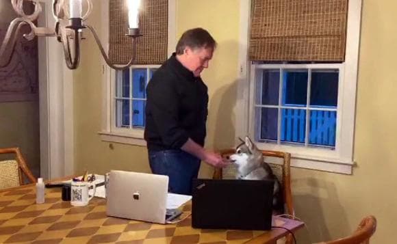 Patriots - Belichick Draft Dog